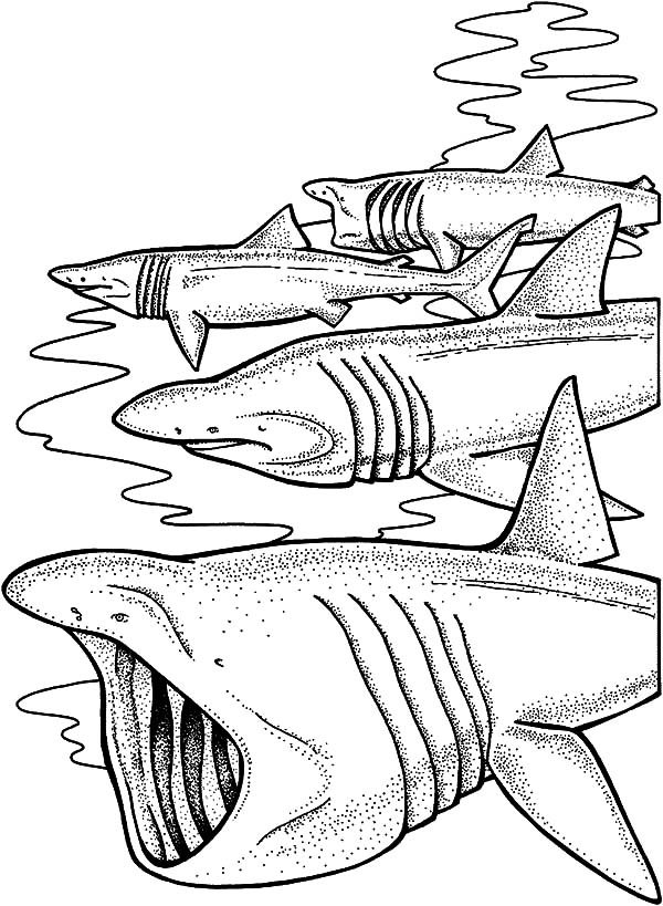 Розмальовка китова Акула