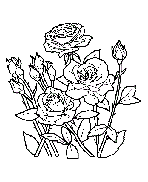 Квітучі троянди