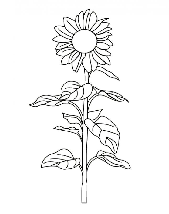 Квітка сонця