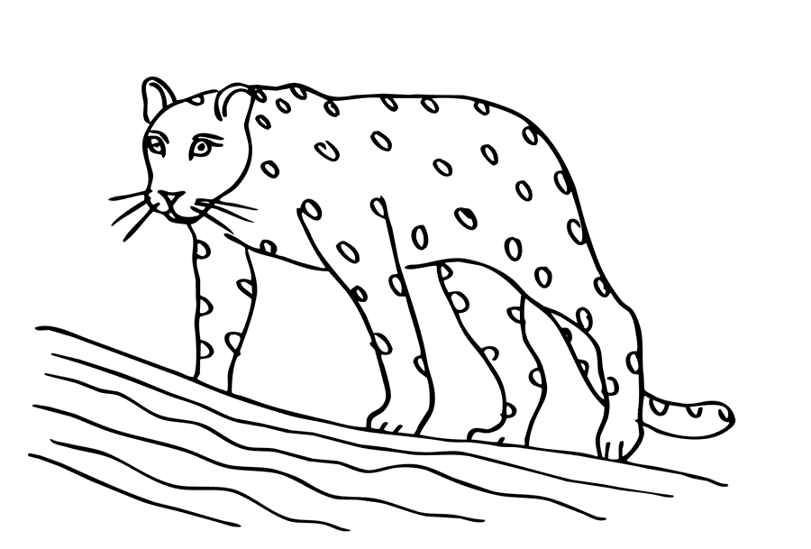 Леопард на прогулянці