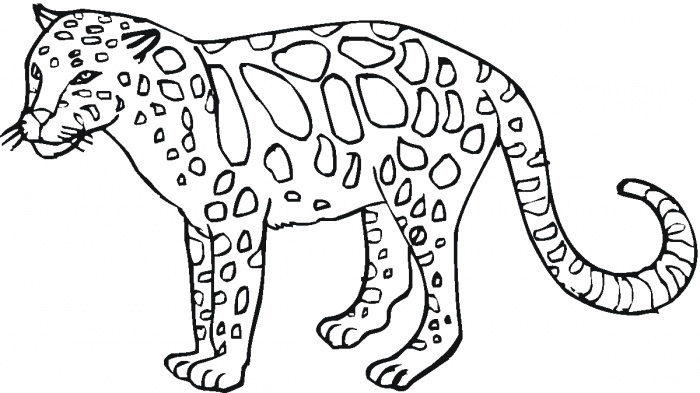 Дорослий леопард