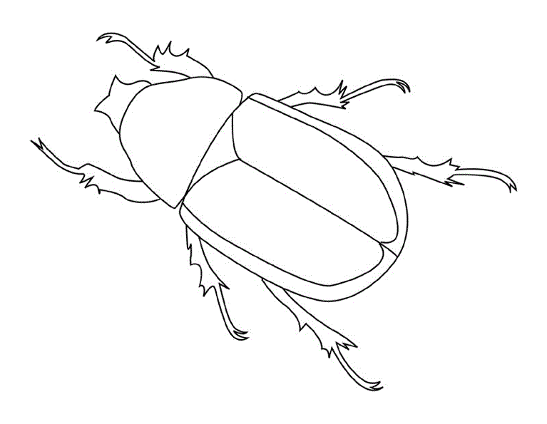 Травневий жук