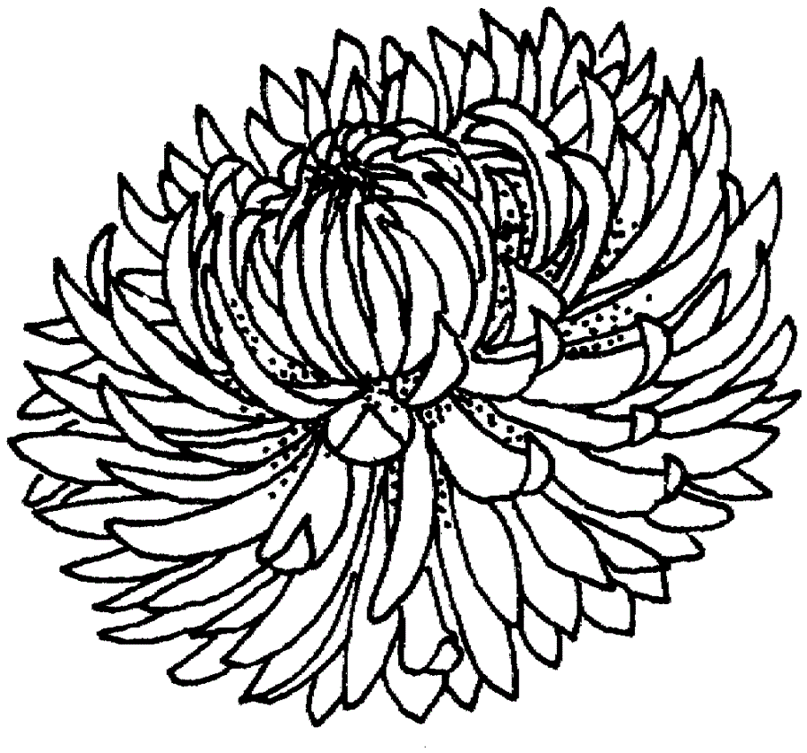 Квітка Хризантеми