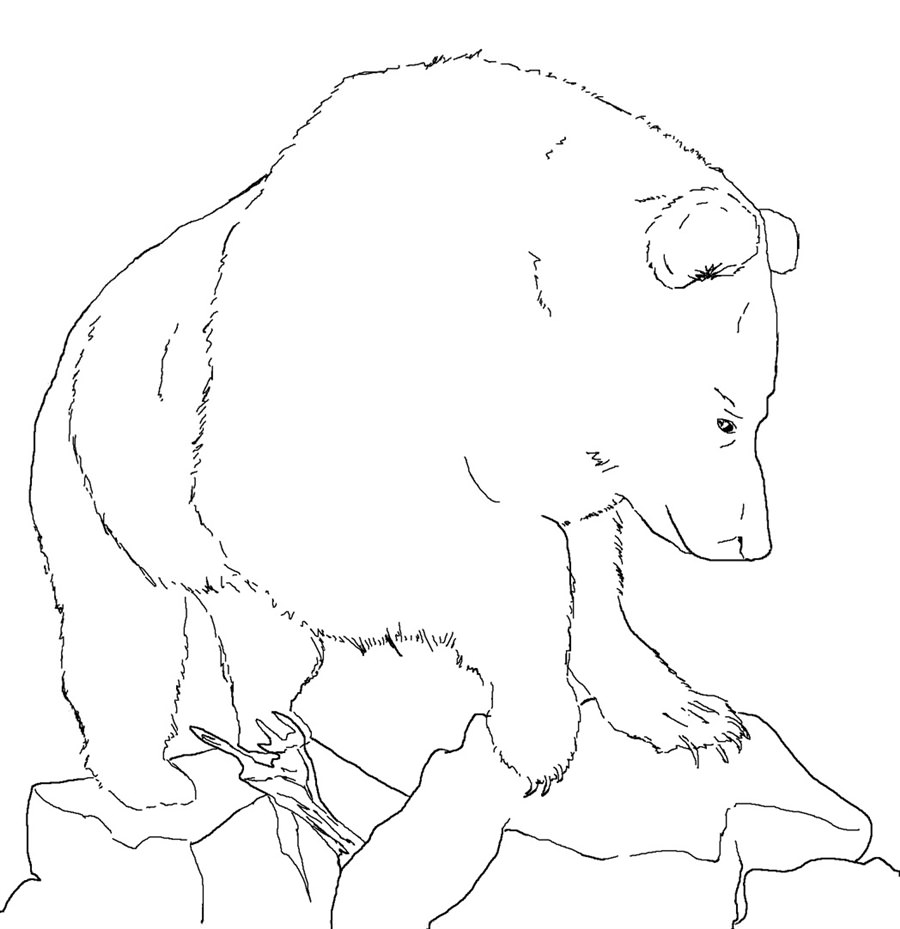 Ведмідь