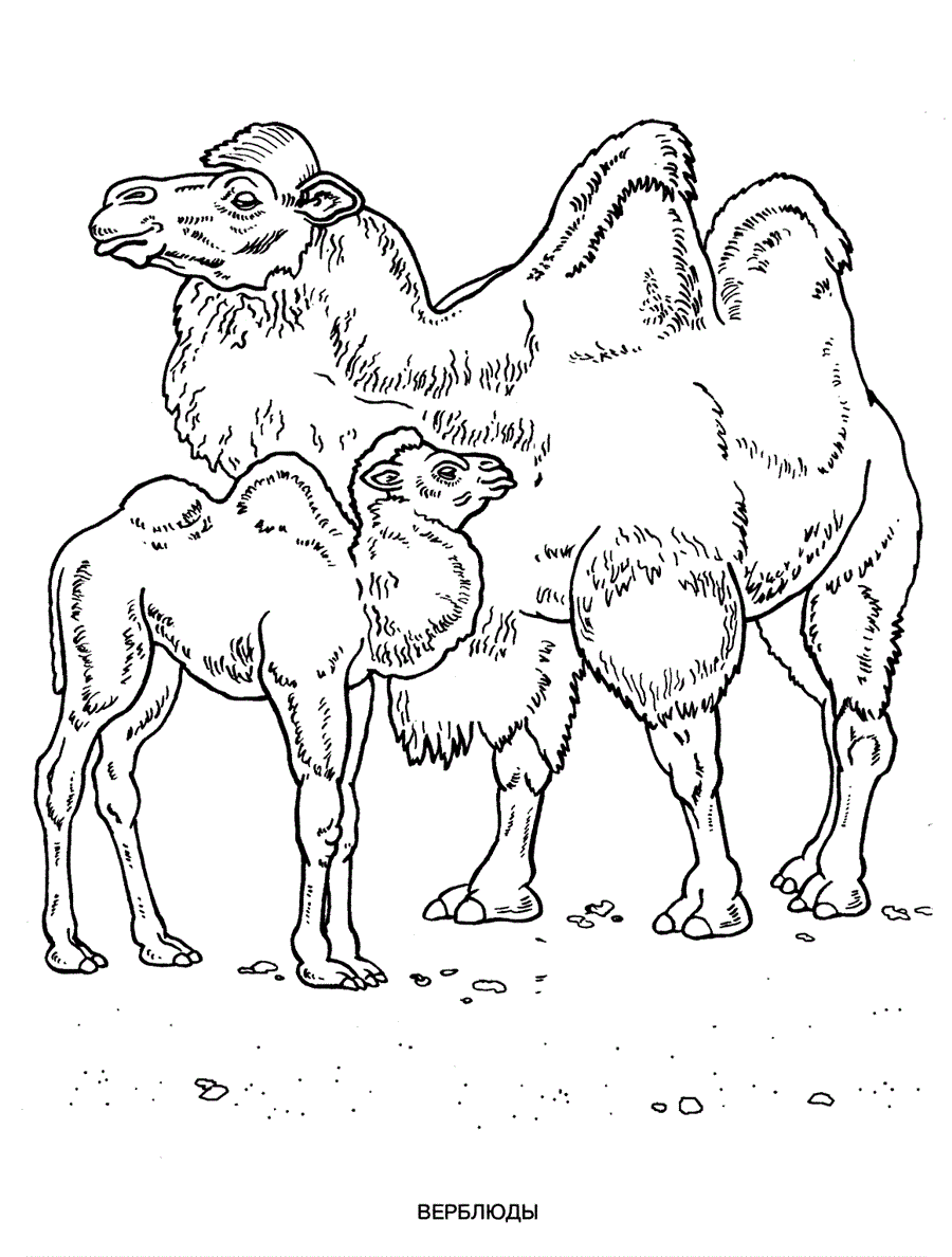 Верблюд і верблюжа