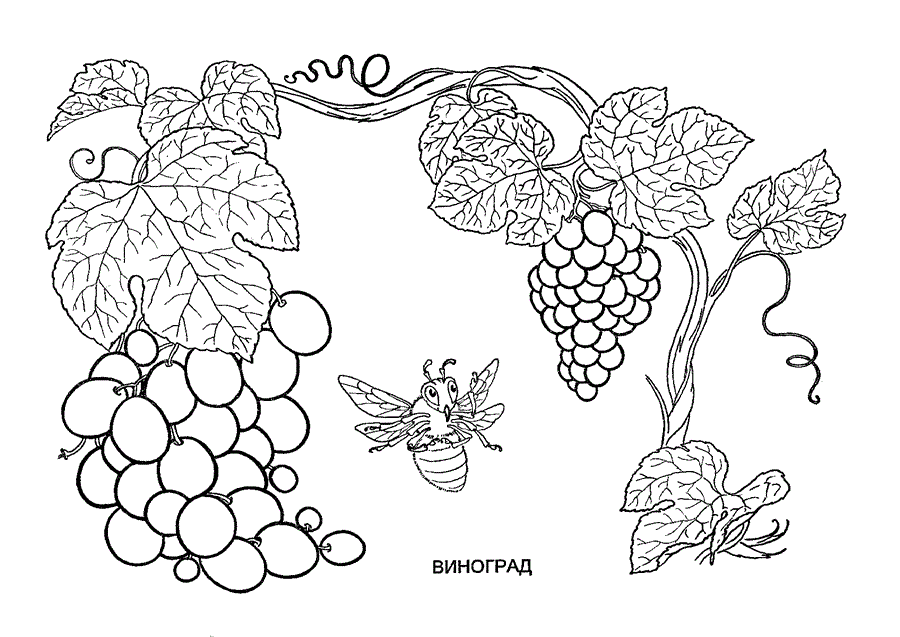Виноградна лоза