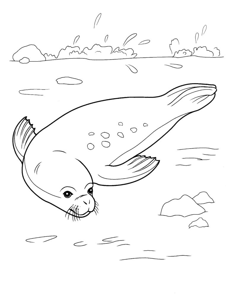 Тюлень у воді