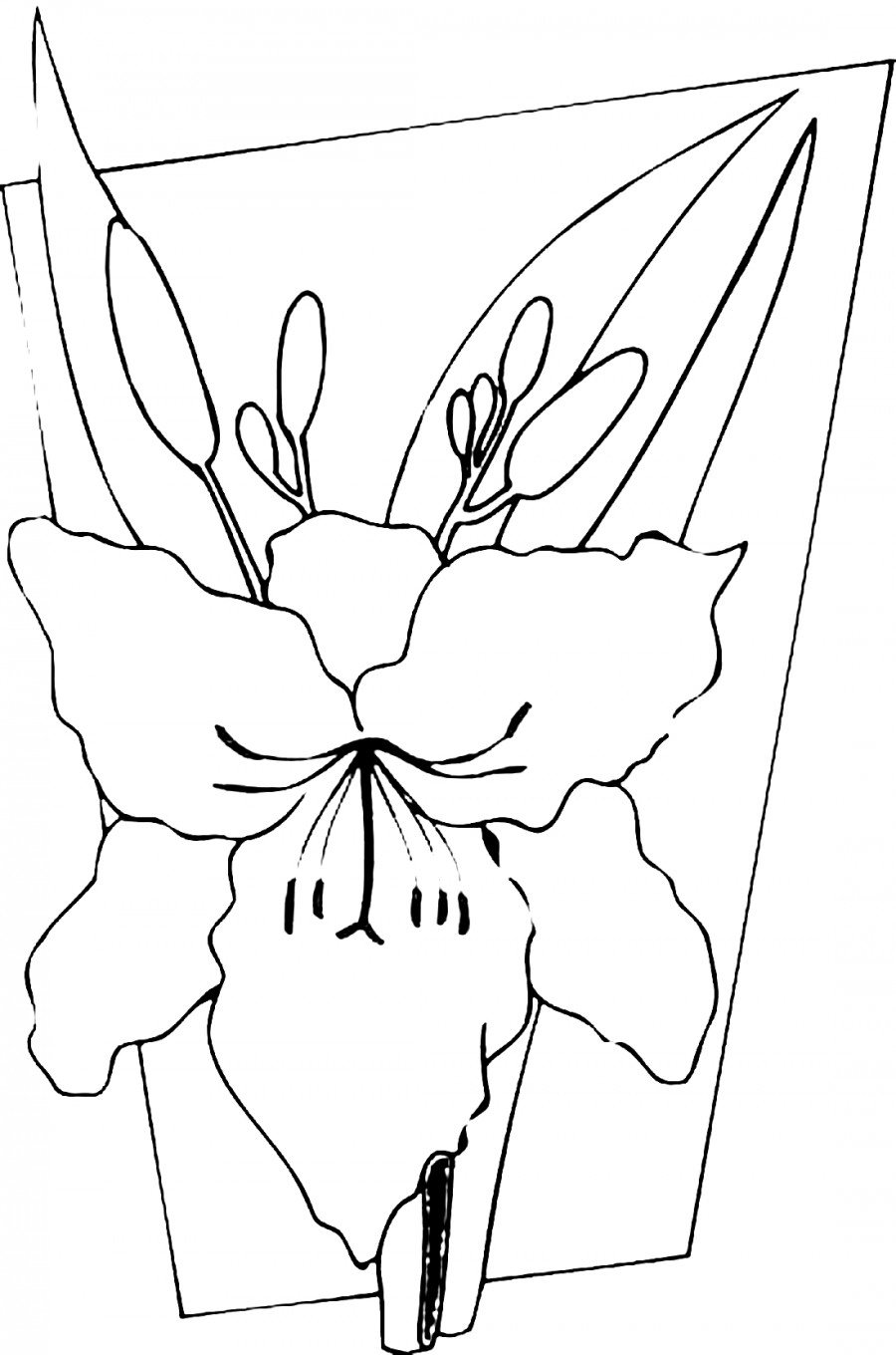 Квітка гладіолуса