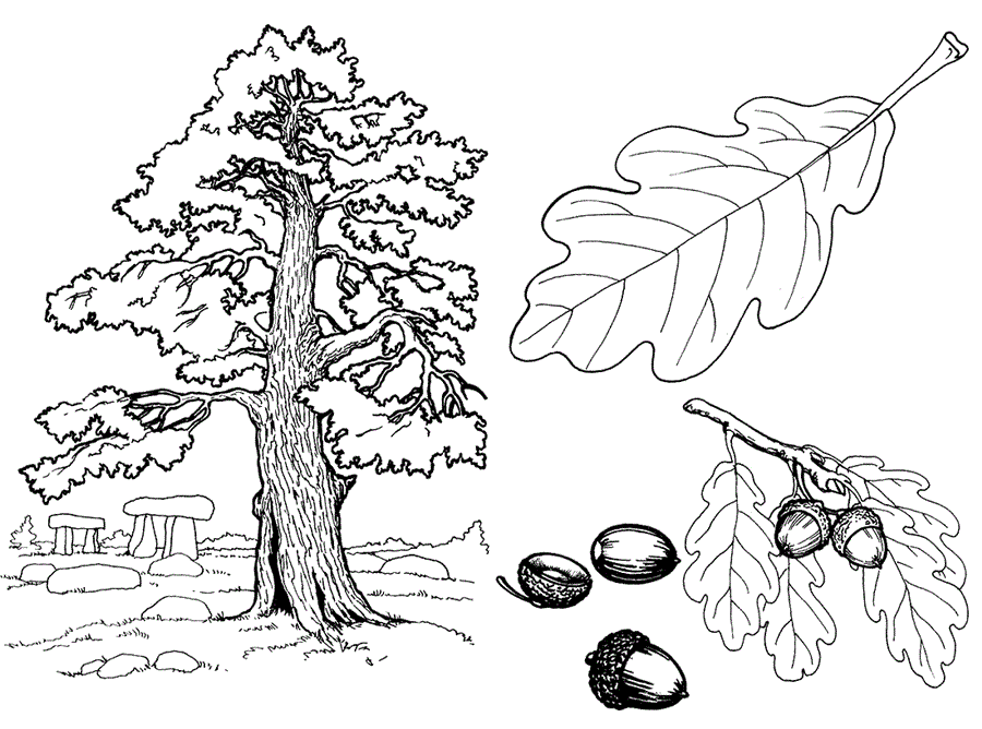 Дуб з листям і жолудями