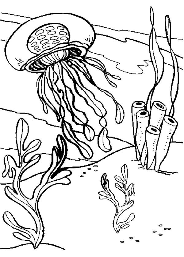 Медуза і водорості