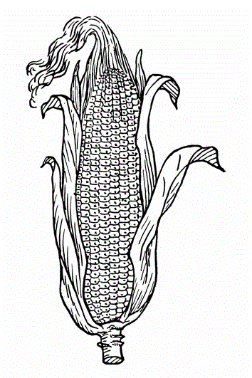 Кукурудза в листі