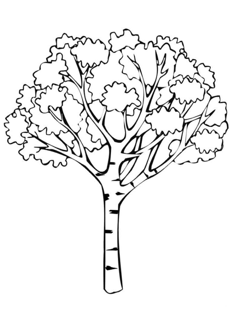 дерево береза