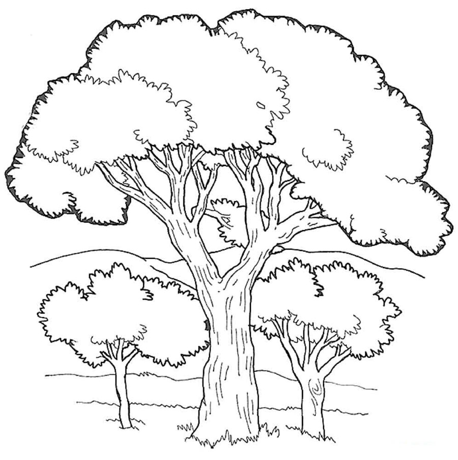 Розмальовка Дерева