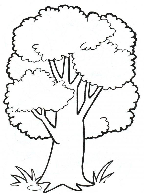 Розмальовка Дерева