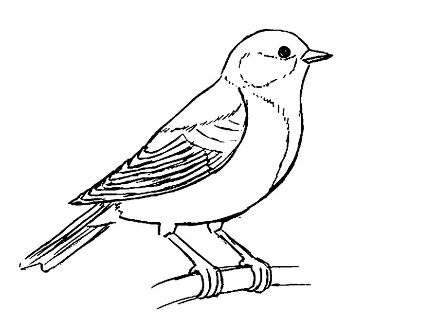 Розмальовка Зимуючі птахи
