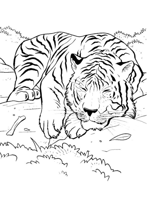 Тигр спить
