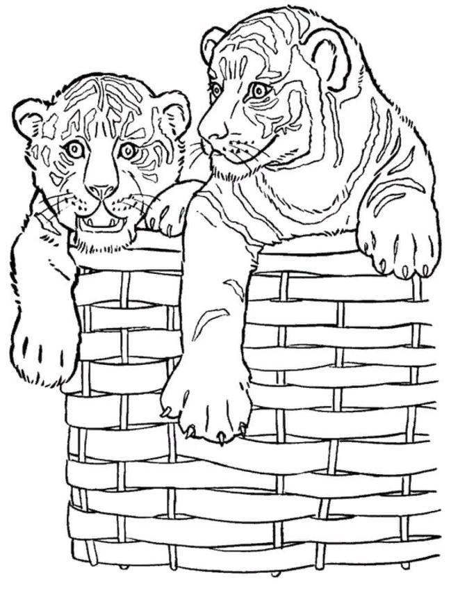 Тигри в кошику