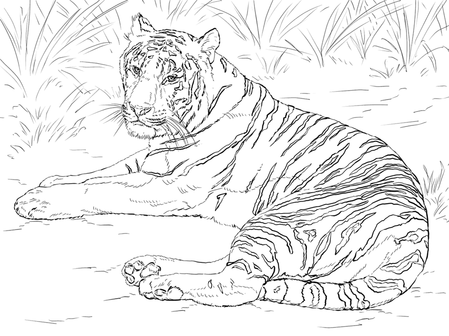 Тигр на траві