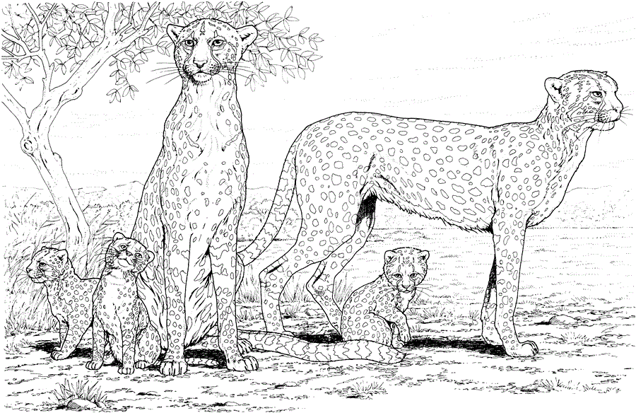 Сім'я гепардів