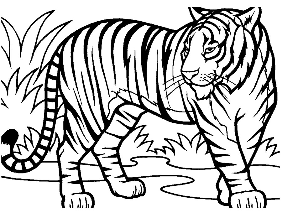 Тигр в природі