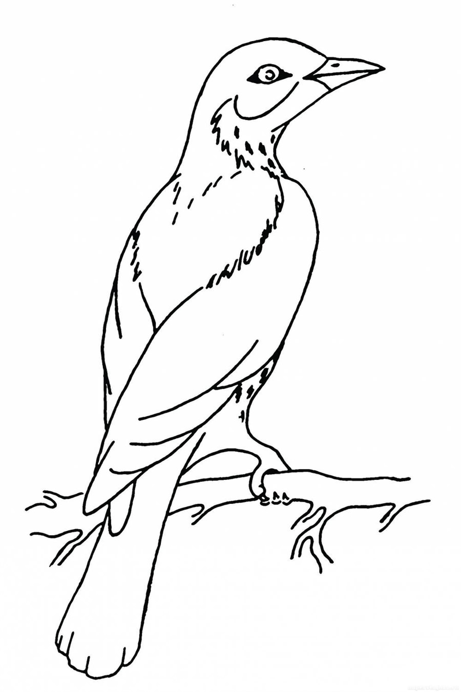 Розмальовка Перелітний птах на гілці