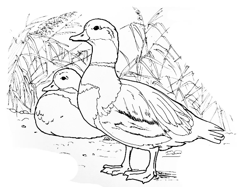 Розмальовки Перелітні птахи