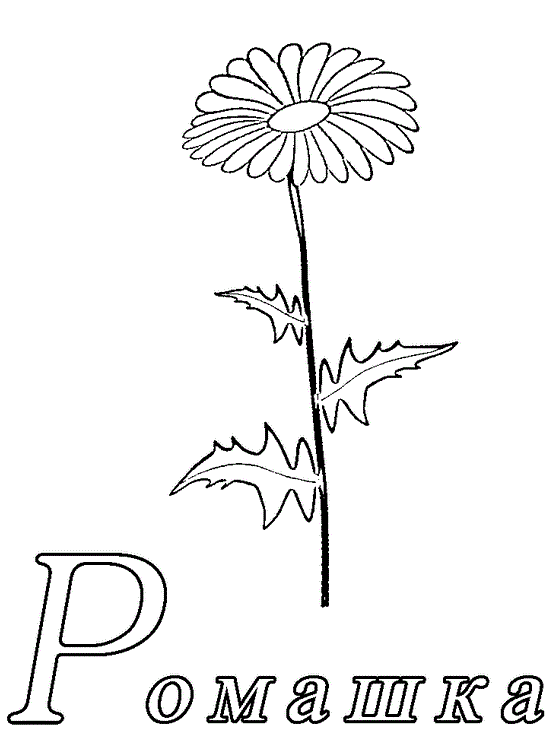 Квітка ромашки