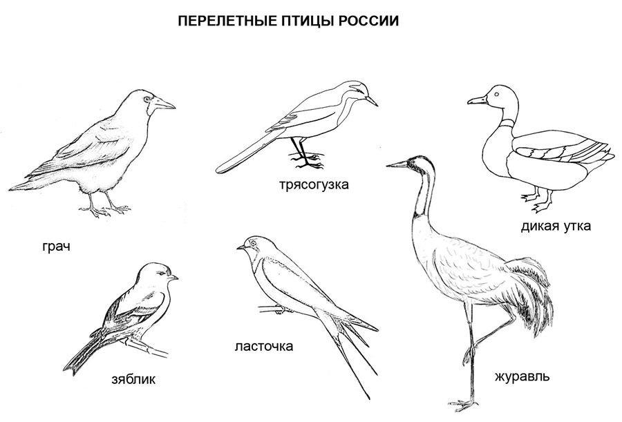 Картинка перелітні птахи