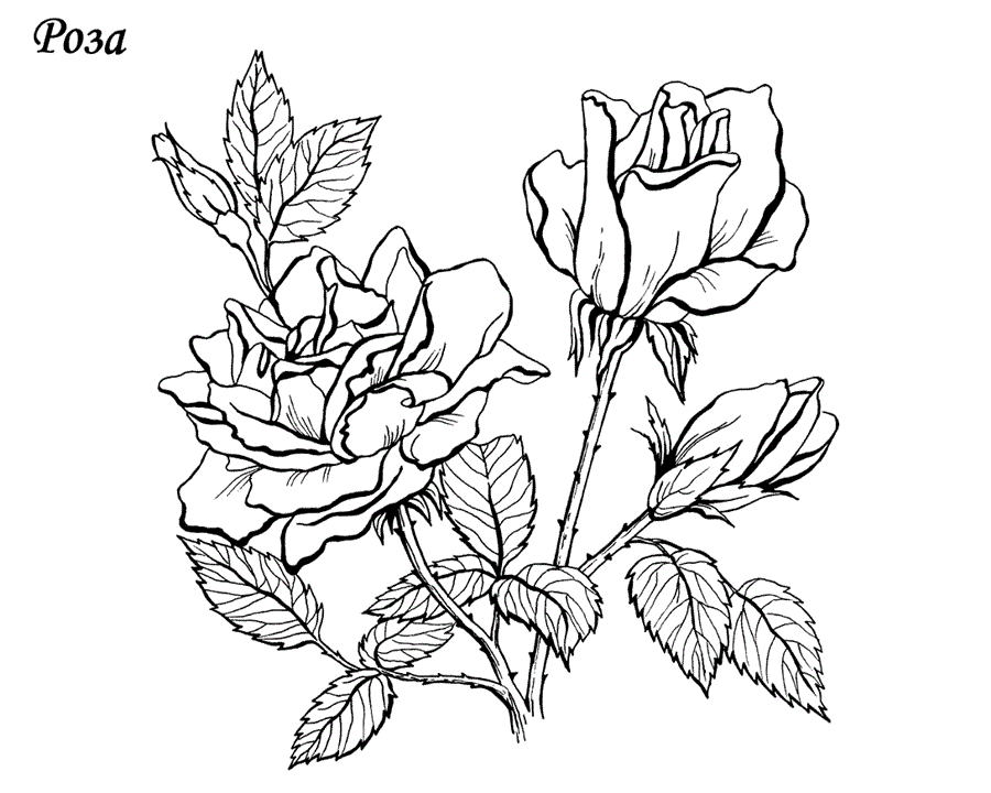 Розмальовка Троянди
