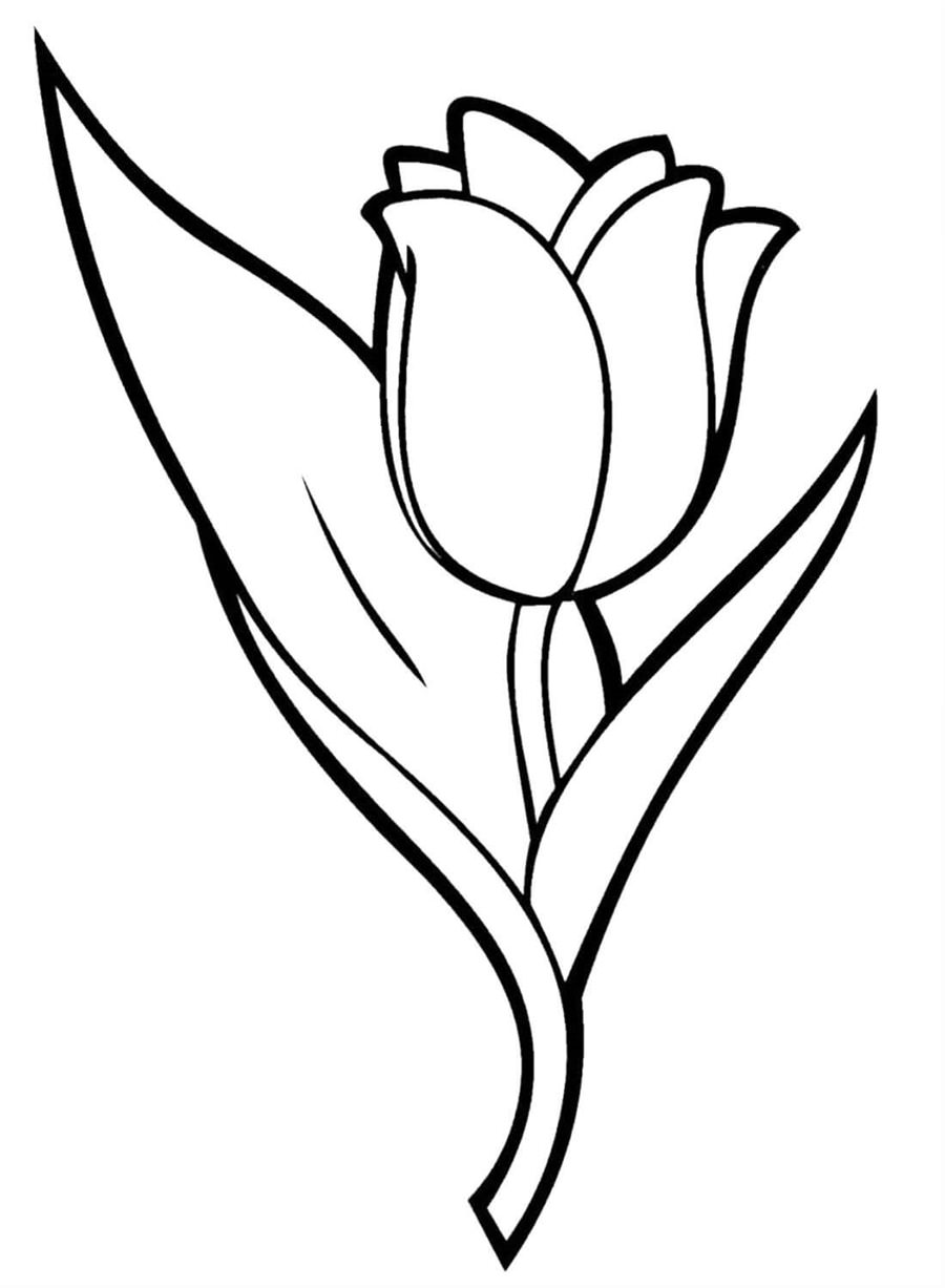 Великий тюльпан