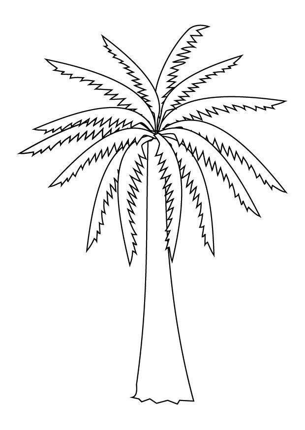 Пухнаста пальма