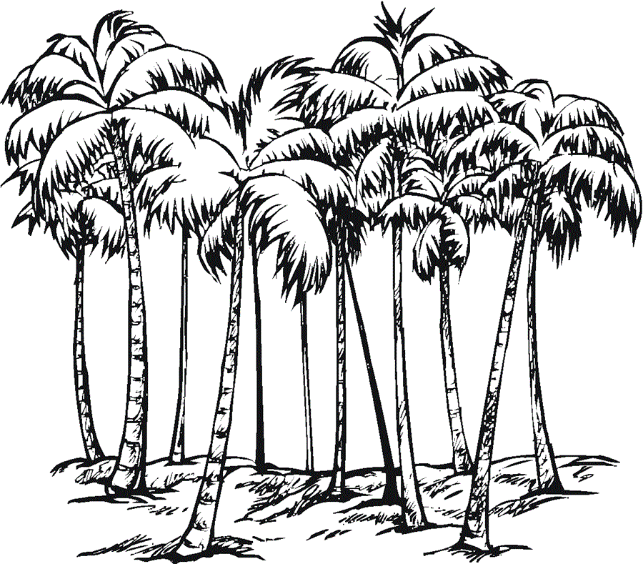 Розмальовка пальми