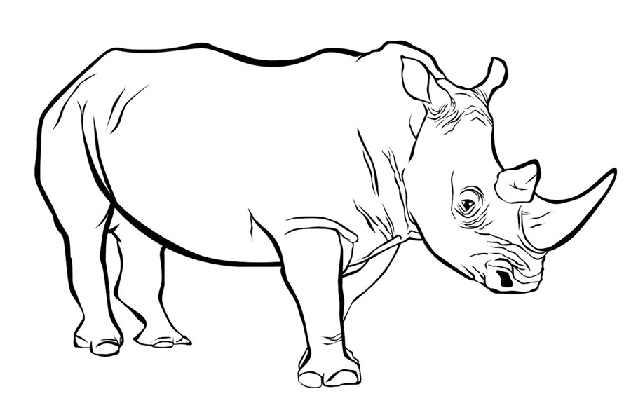розмальовка носоріг