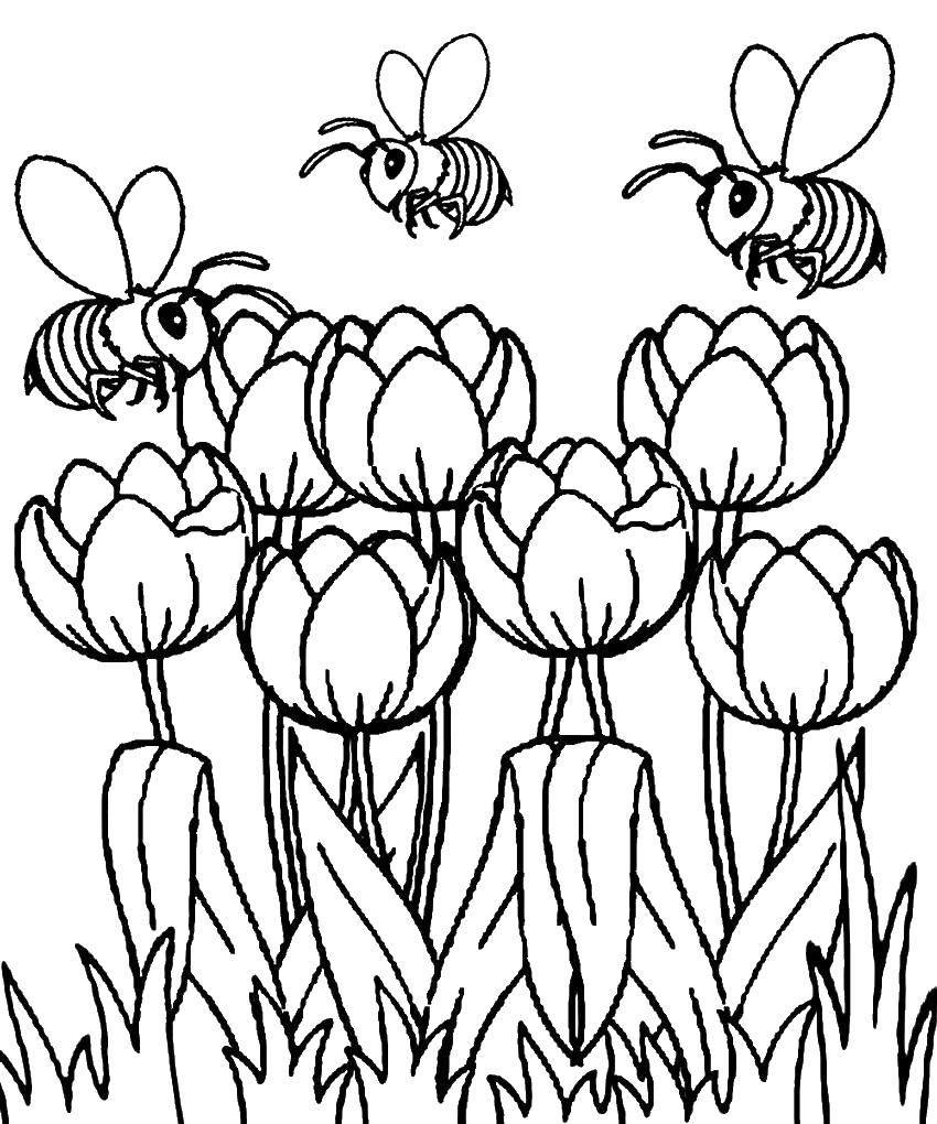 Тюльпани і бджоли