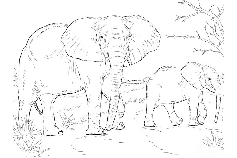 слони