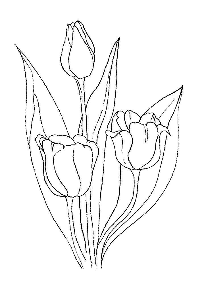 Малюнок тюльпани