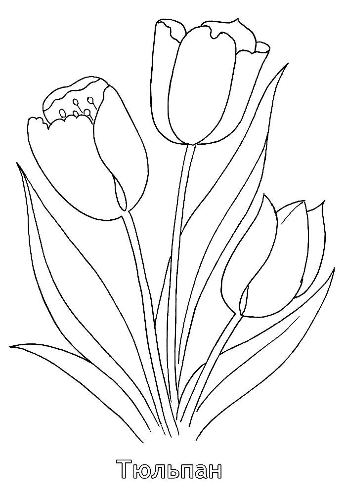 Букет тюльпанів