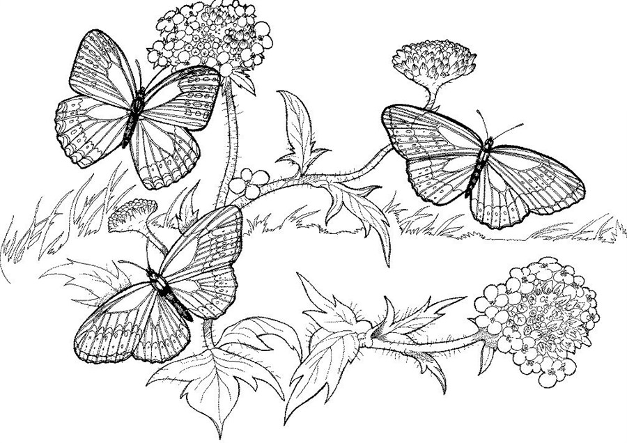 метелики на рослині