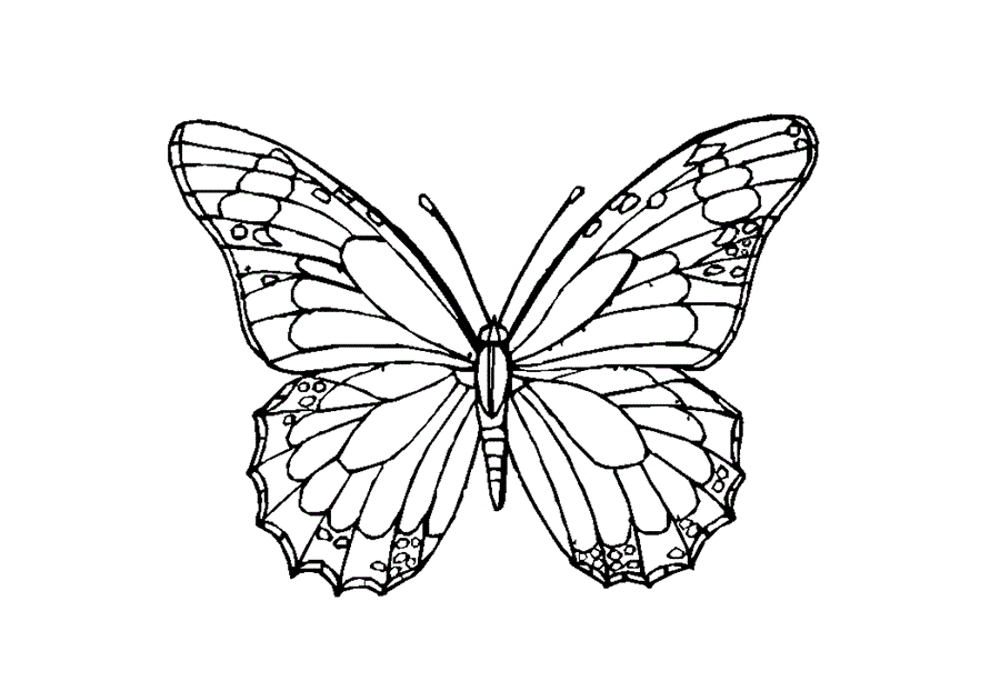 Картинка метелик