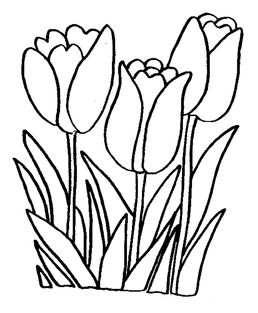 Розмальовка тюльпан
