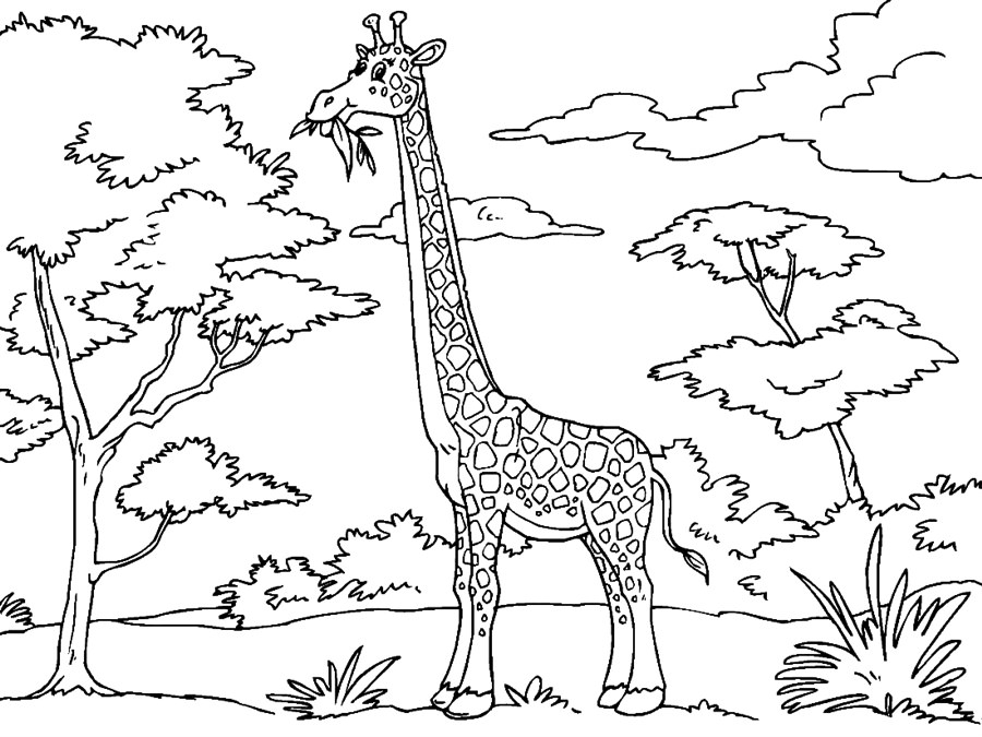 Жираф їсть