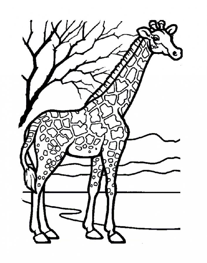 Жираф в савані