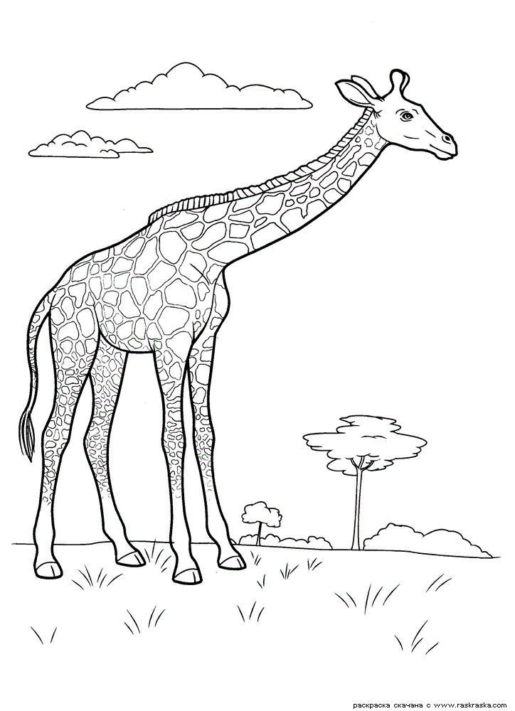 Великий жираф