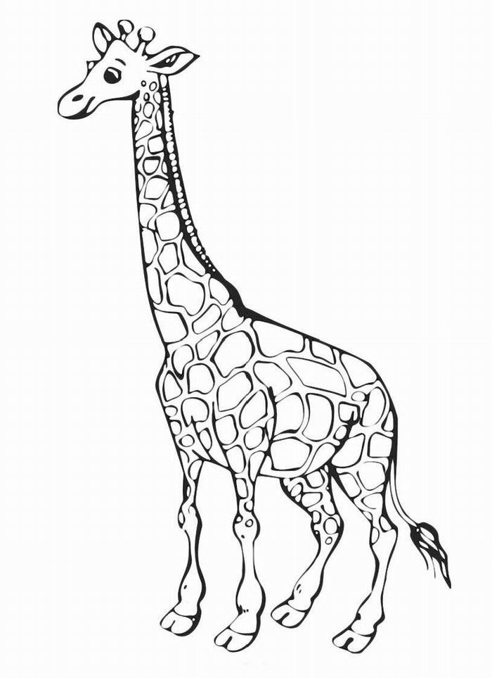 Жираф розмальовка