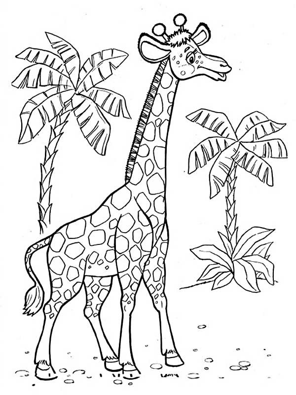 Жираф на тлі пальм