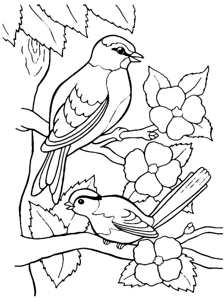 Розмальовка Птиці на гілці