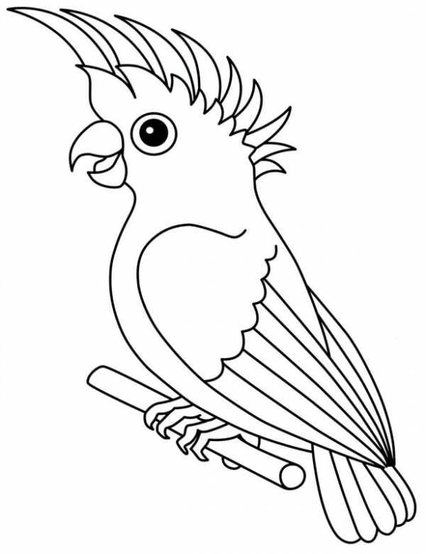 Розмальовка папуга