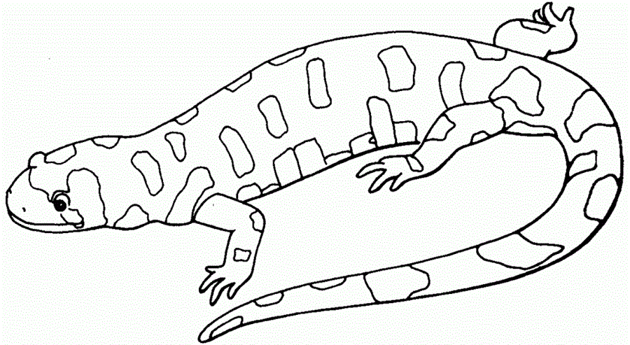 Розмальовка Саламандра