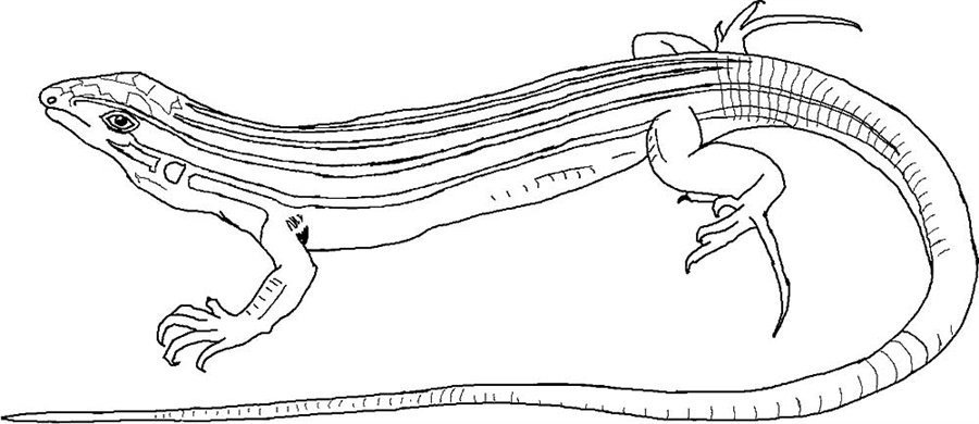 Ящірка з довгим хвостом