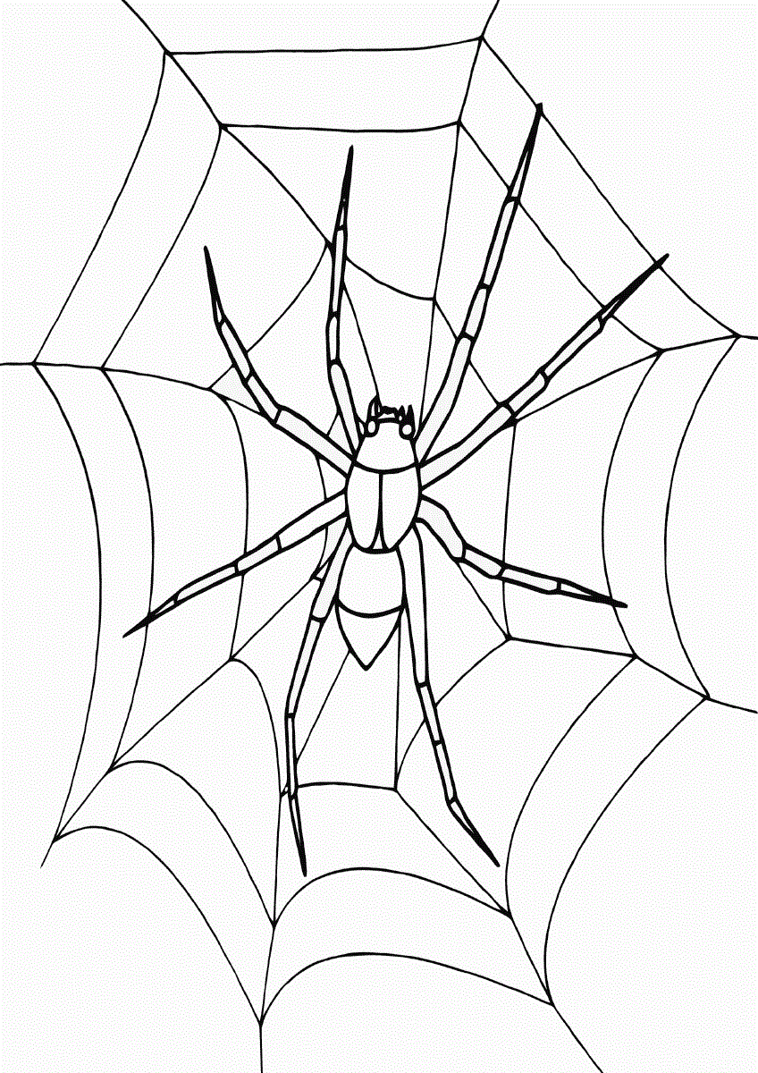 Ловча мережа павука